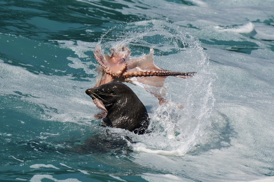 Seal and Octopus